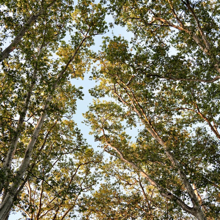 🌳 Trente ans pour la canopée lyonnaise