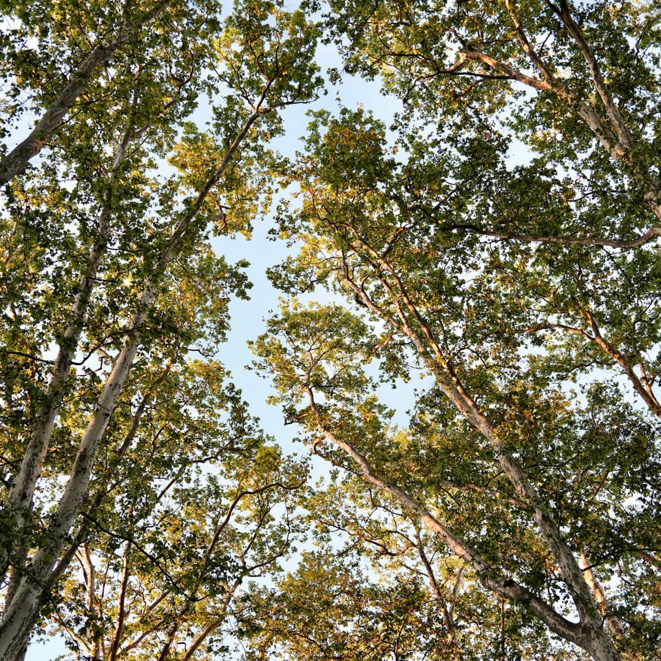 🌳 Trente ans pour la canopée lyonnaise