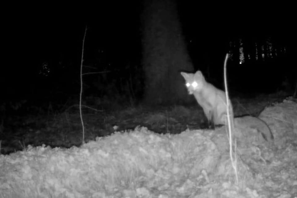 🦊 L'animal et la ville